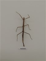 藏品(脩目)的圖片